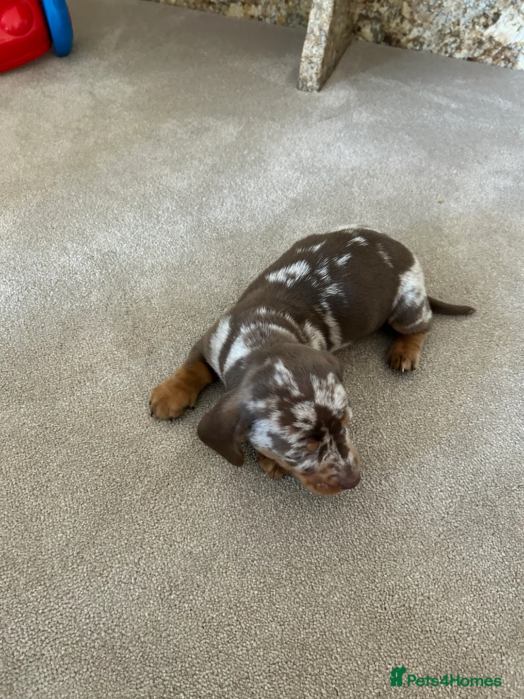 Dachshund dogs for sale: dachshund puppy’s  - Advert 6