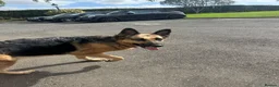German Shepherd dogs for sale: Female German Shepherd  - Advert 1