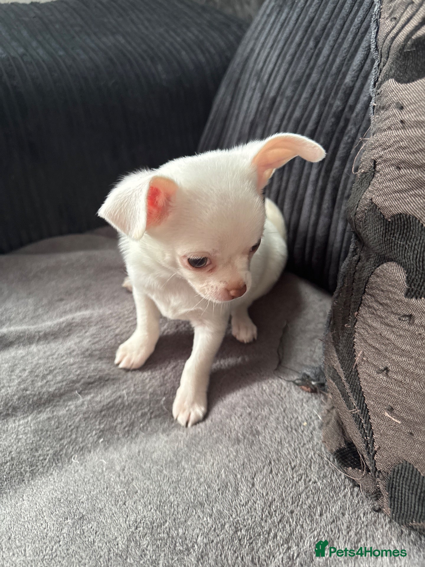 Chihuahua dogs for sale: Gorgeous white boy puppies  - Advert 12