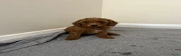Miniature Poodle dogs for sale: Miniature poodle puppies  - Advert 17