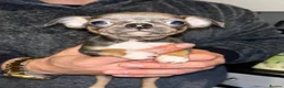 Chihuahua dogs for sale: Beautiful blue tri chihuahua puppies ready now - Advert 11