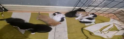 Mixed Breed cats for sale: A mix of beautiful kittens - Advert 7