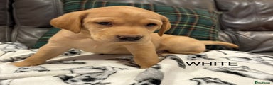Labrador Retriever Puppy 4 white