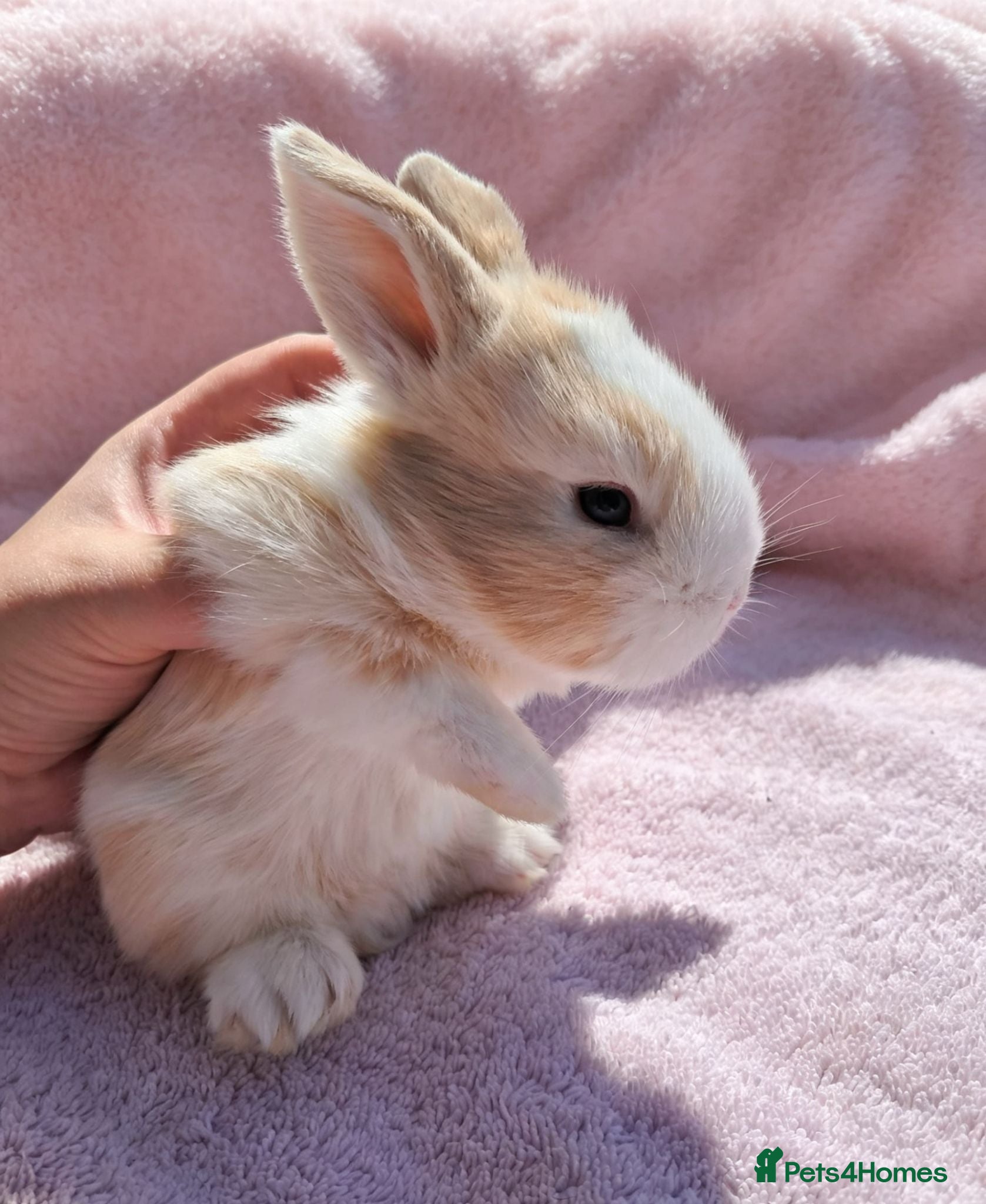 Mini Lion Lop rabbits Breeding pair of mini lion lops plus babies - Advert 1