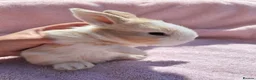 Mini Lion Lop rabbits for sale: Breeding pair of mini lion lops plus babies - Advert 1