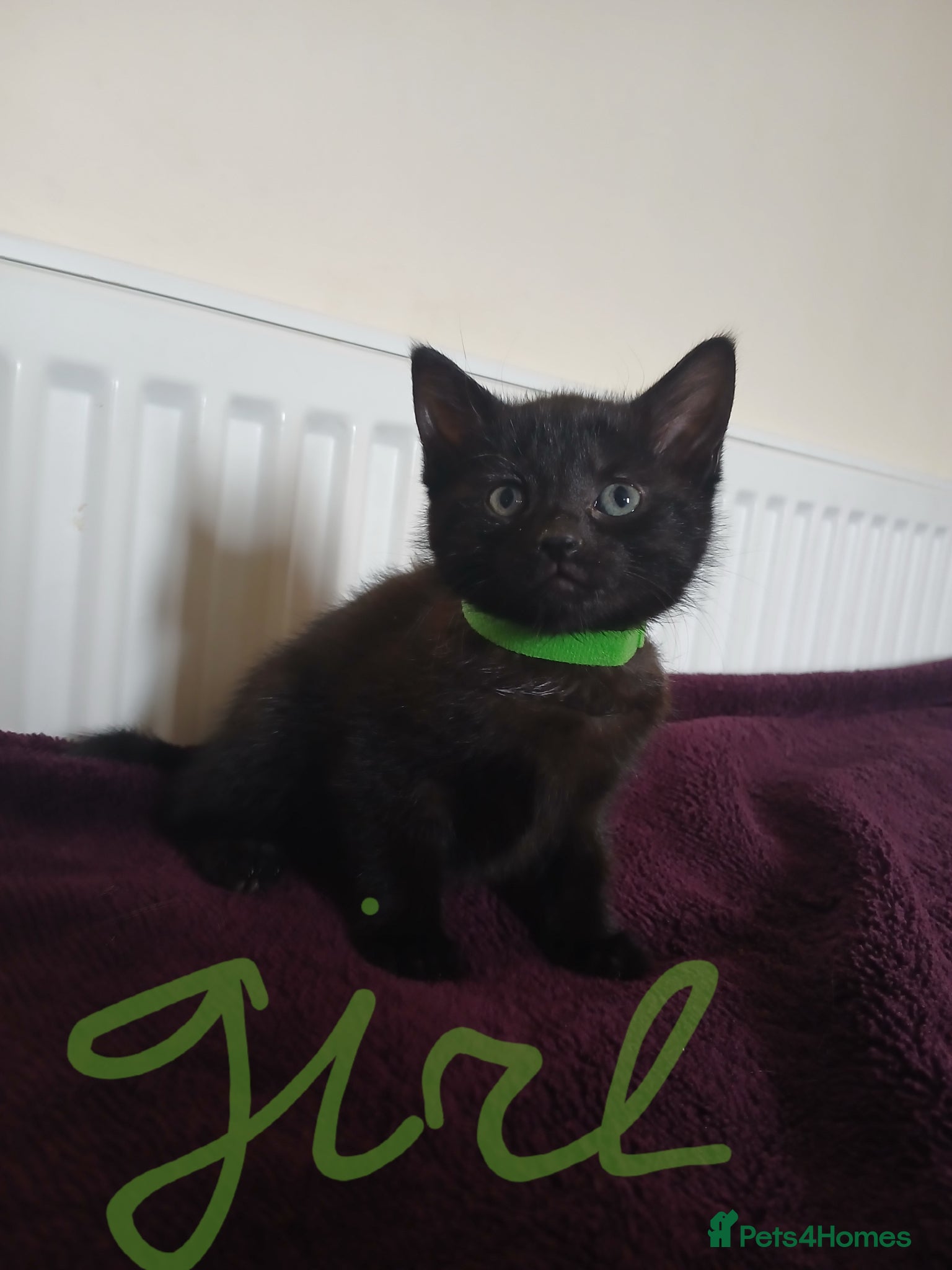 Mixed Breed cats Black fluffy babies 🖤🐈‍⬛️ - Advert 1