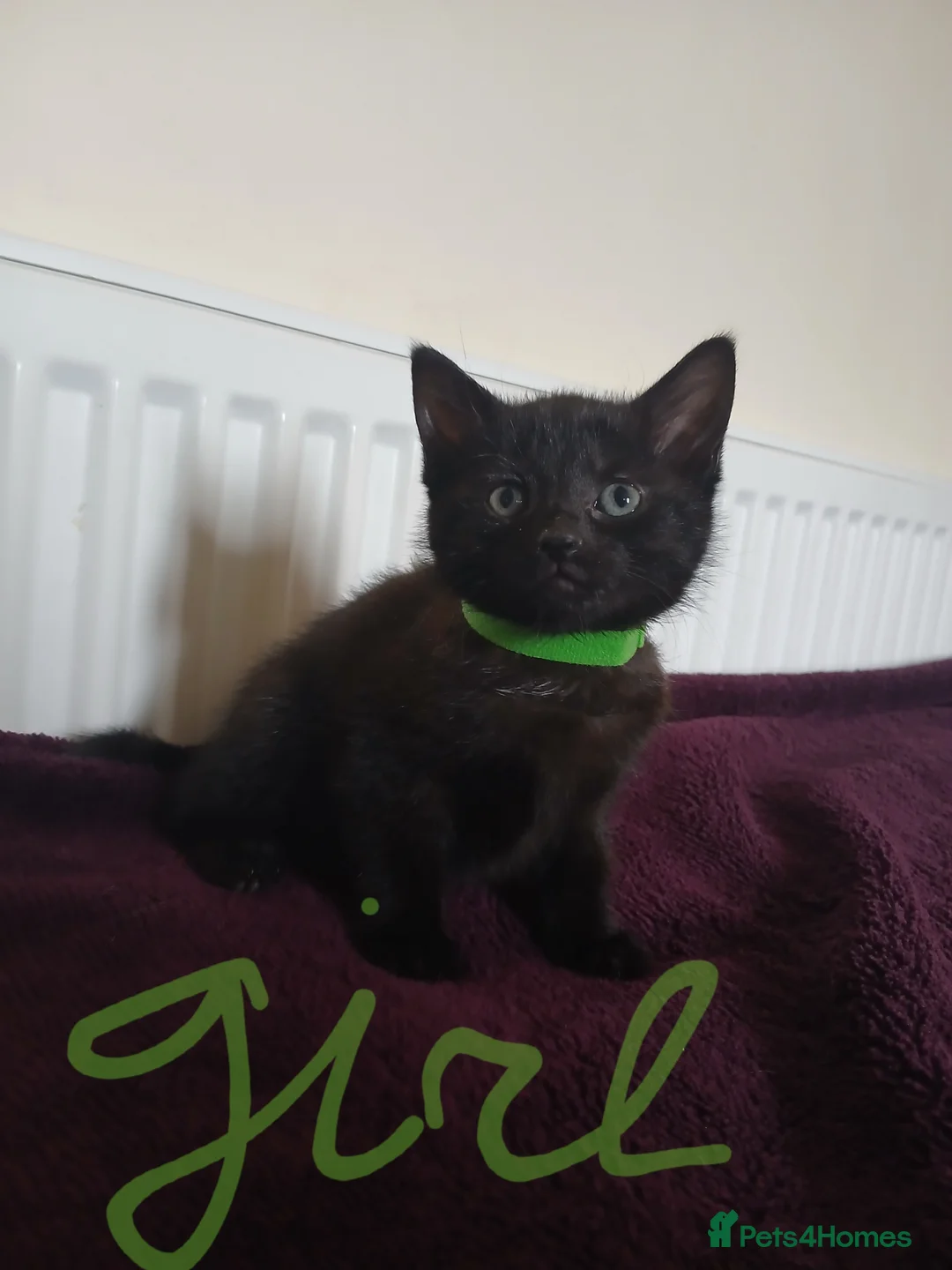 Mixed Breed cats for sale: Black fluffy babies 🖤🐈‍⬛️ - Advert 1