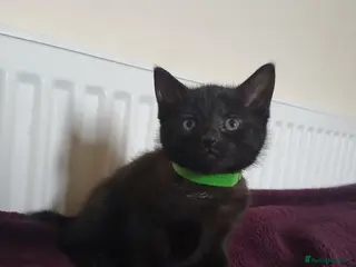 Mixed Breed cats Black fluffy babies 🖤🐈⬛️ - Advert 4