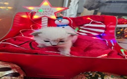 Ragdoll cats for sale: 8 beautiful ragdolls ready for Christmas 🎁 - Advert 10