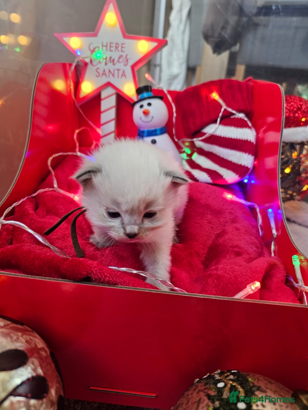 Ragdoll cats for sale: 8 beautiful ragdolls ready for Christmas 🎁 - Advert 10