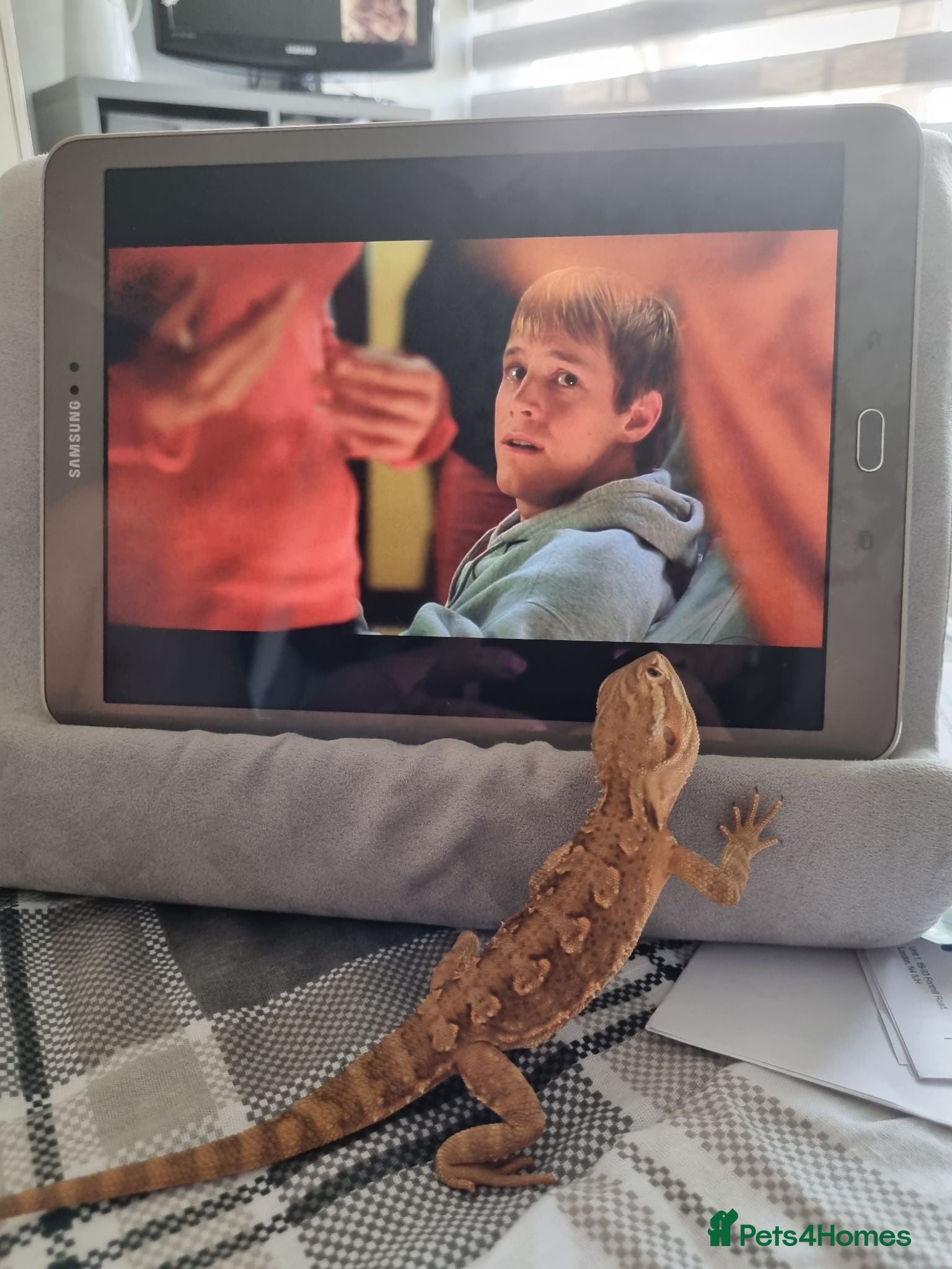 Dragon reptiles Rakin Dragon - Advert 1