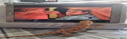 Dragon reptiles for sale: Rakin Dragon - Advert 1