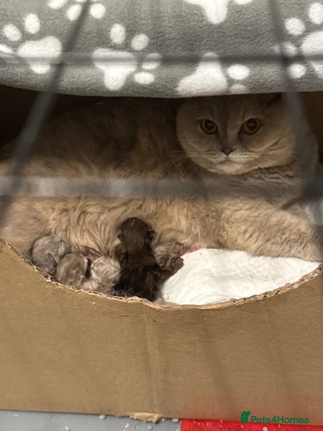 British Shorthair cats for sale: 7 British Shorthair Kittens TICA@- Import Lines - Advert 2