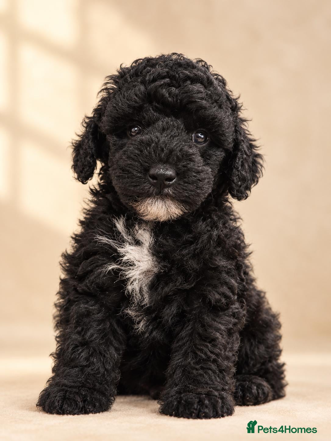 Poochon dogs One boy left to find forever home  - Advert 2