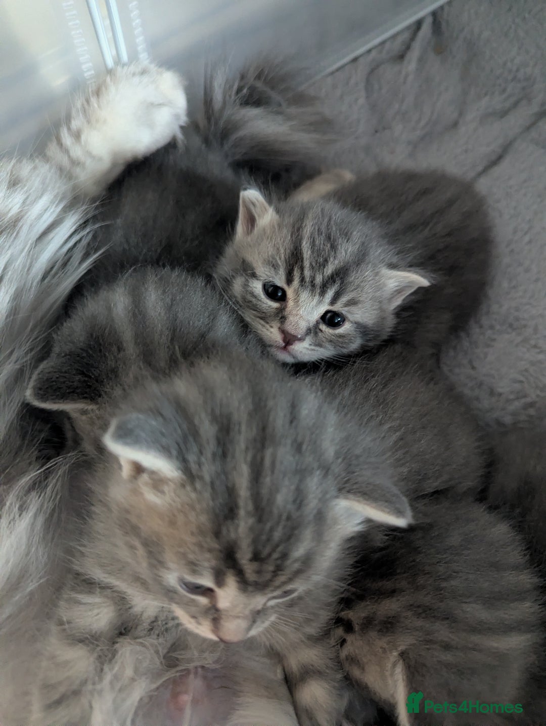 Mixed Breed cats for sale: Beautiful grey silver tabby kittens, ragdoll X Mum - Advert 28