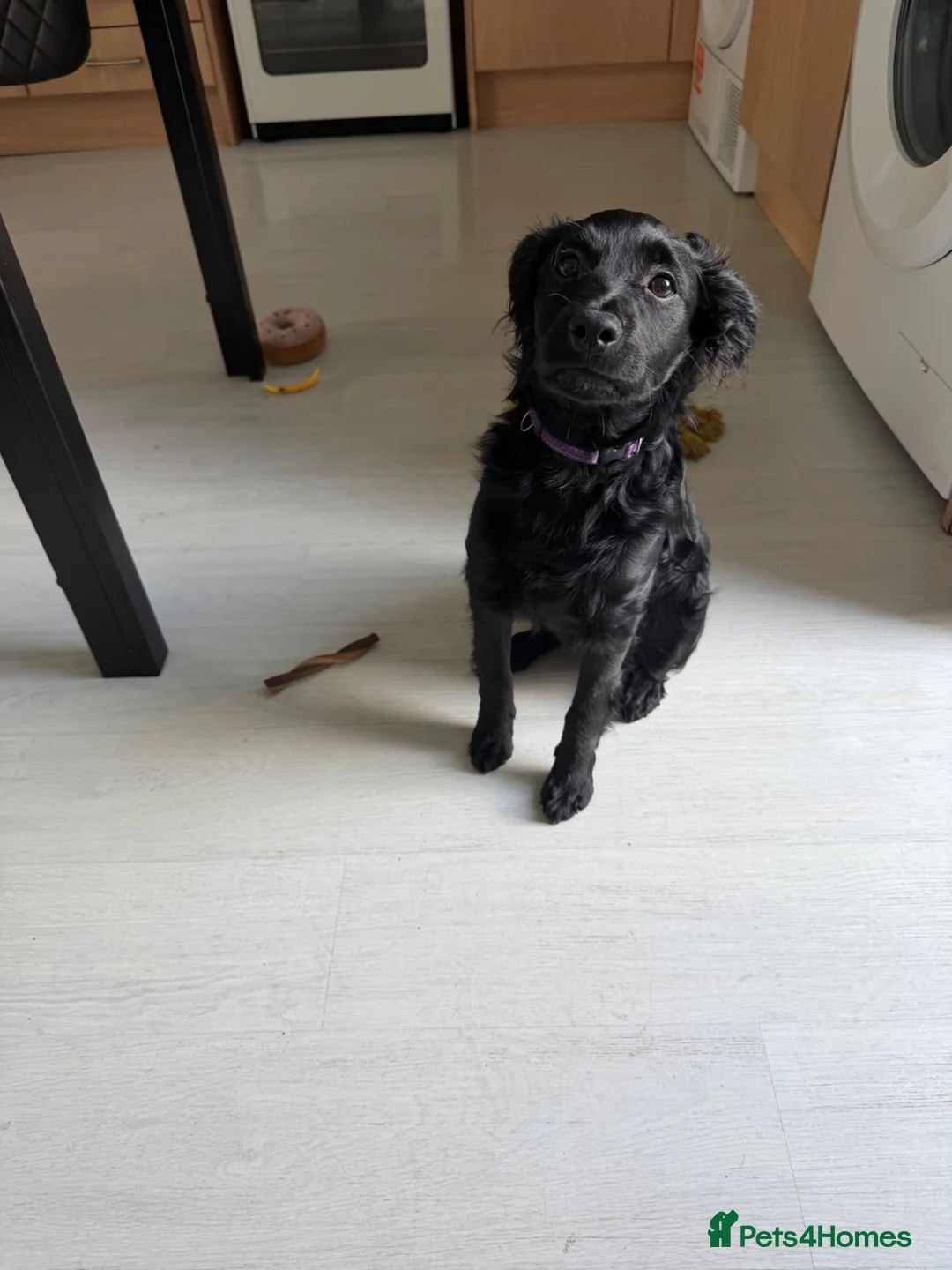 Cockapoo dogs for sale: Tilly 5 months old.  in Heywood - Advert 2