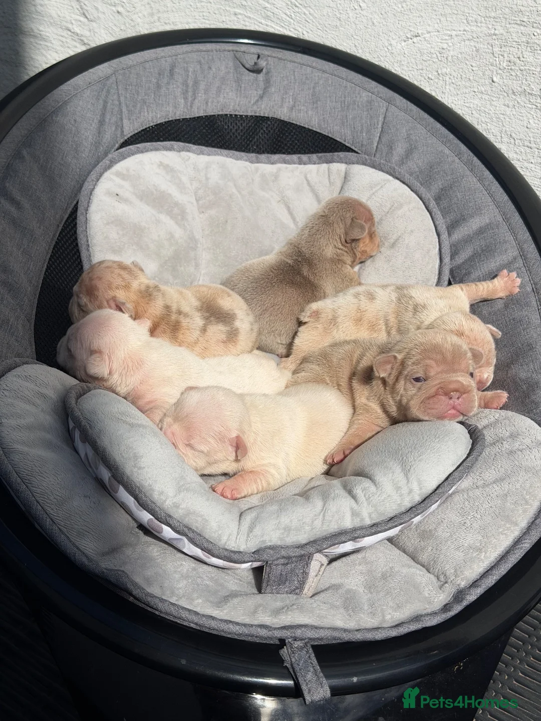 French Bulldog dogs for sale: New Shades Puppies/ DNA 🧬 Tested Parents  - Advert 21