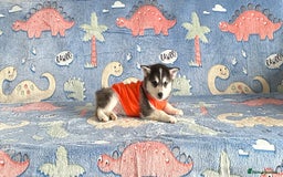 Pomsky dogs for sale: perfect husky markings micro Pomsky puppies  - Image 6