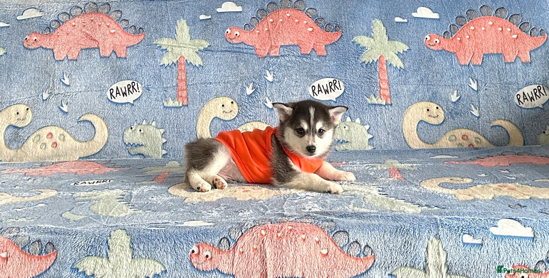 Pomsky dogs for sale: perfect husky markings micro Pomsky puppies  - Image 6