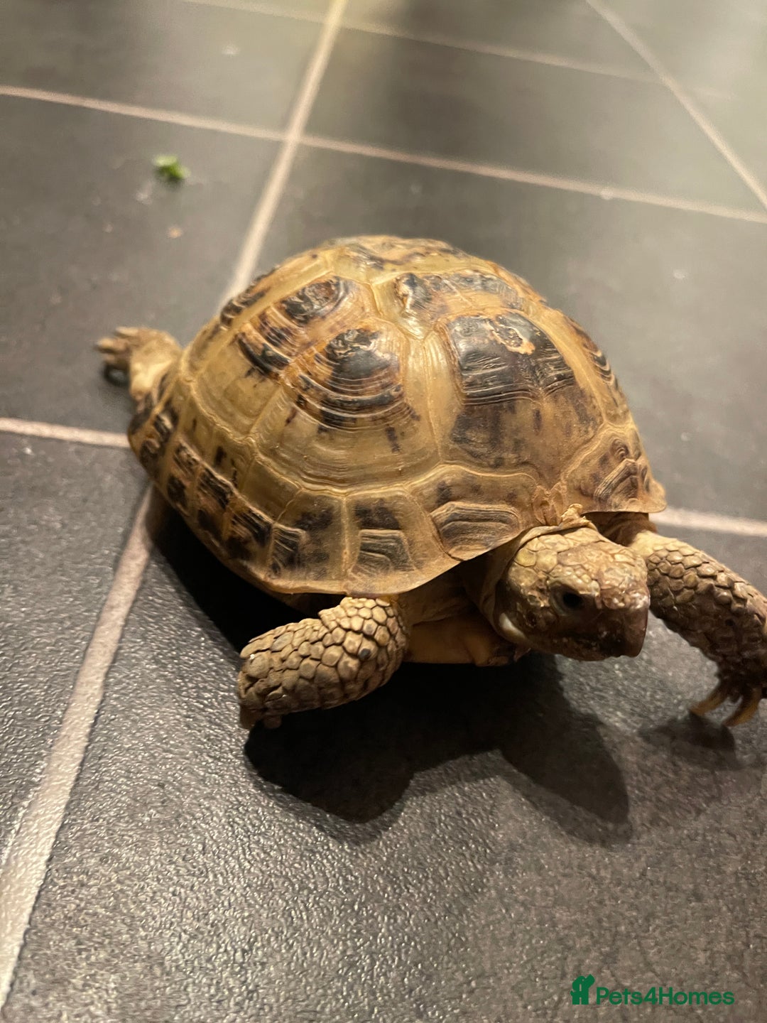 Tortoise reptiles for sale: Horsefield male tortoise  - Advert 3