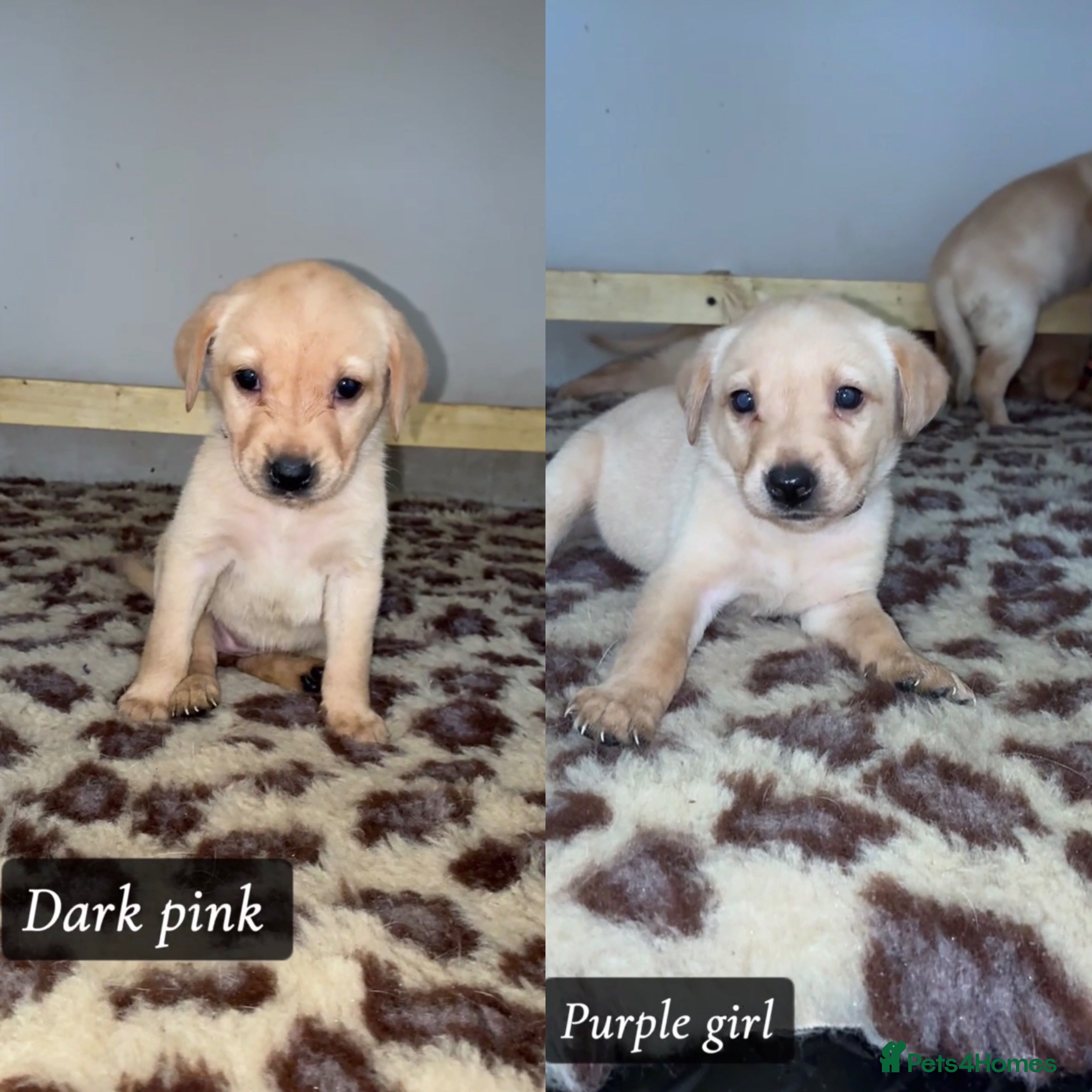 Labrador Retriever dogs 🐾 Exceptional KC Reg Labrador Puppies 🐾 - Advert 7