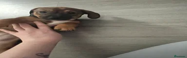 Jackshund Puppy 2