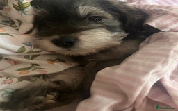 Schnoodle dogs for sale: Boy Schnoodle for sale - Image 2