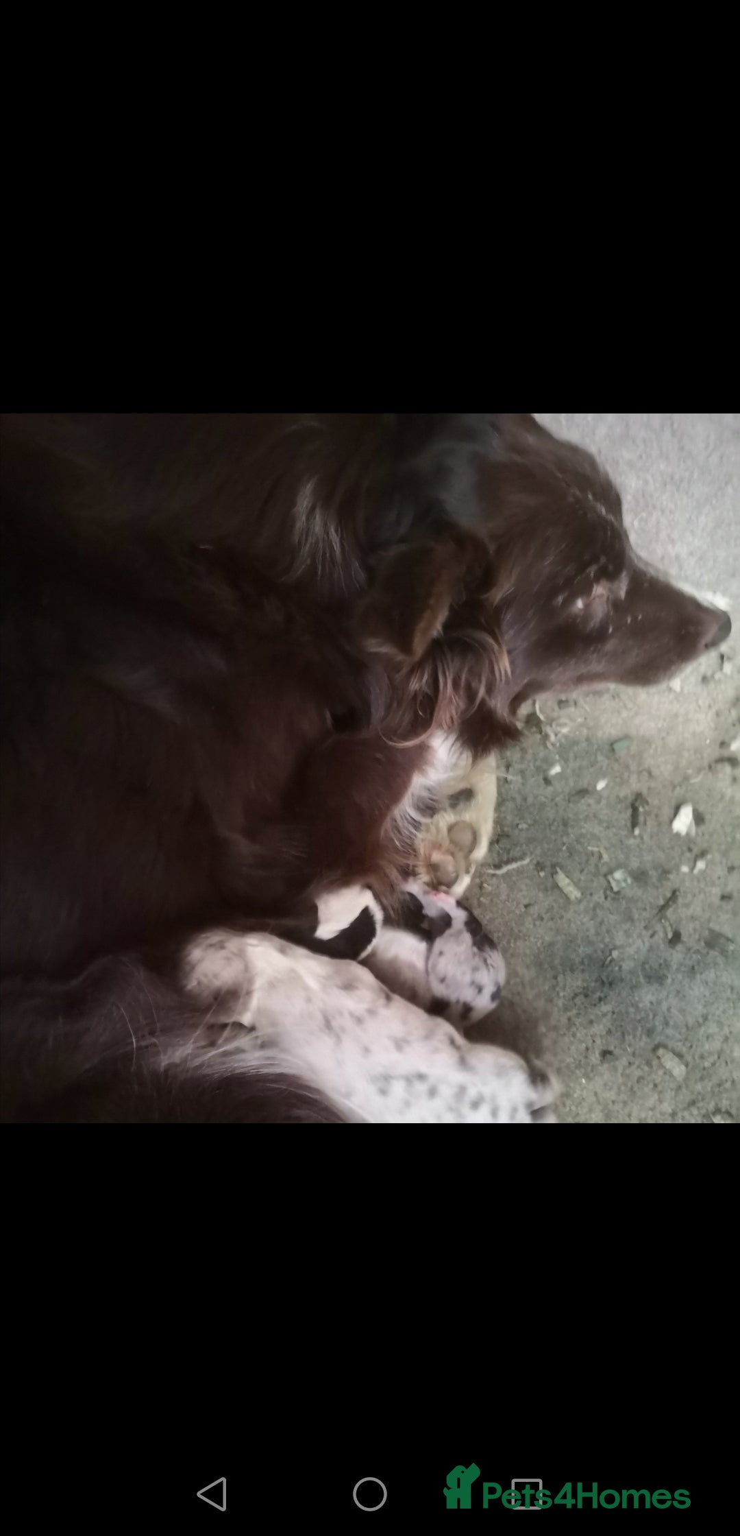 Border Collie dogs for sale: Ready to leave 24 December 2 girls left  - Advert 3