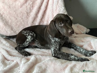 German Shorthaired Pointer dogs GSP Pups - 1 Boy available - Serbian Blood Lines - Advert 1