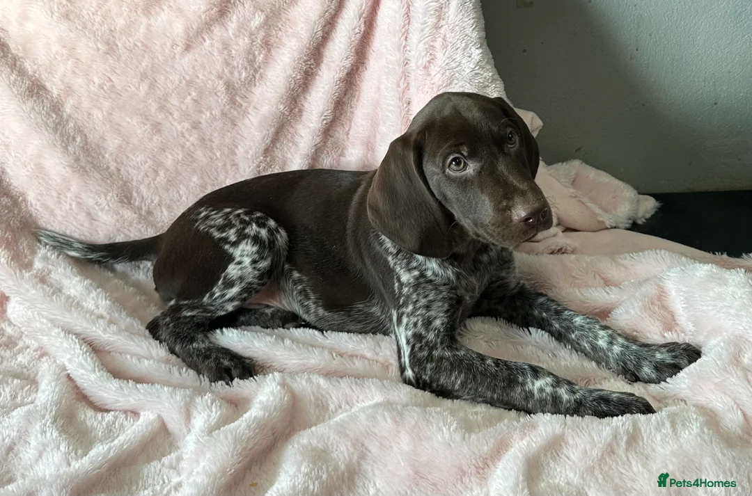 German Shorthaired Pointer dogs for sale: GSP Pups - 1 Boy available - Serbian Blood Lines - Advert 2