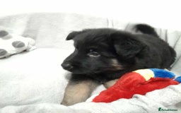 German Shepherd dogs for sale: BEAUTIFUL SABLE GERMAN SHEPHERD PUPS - Image 14
