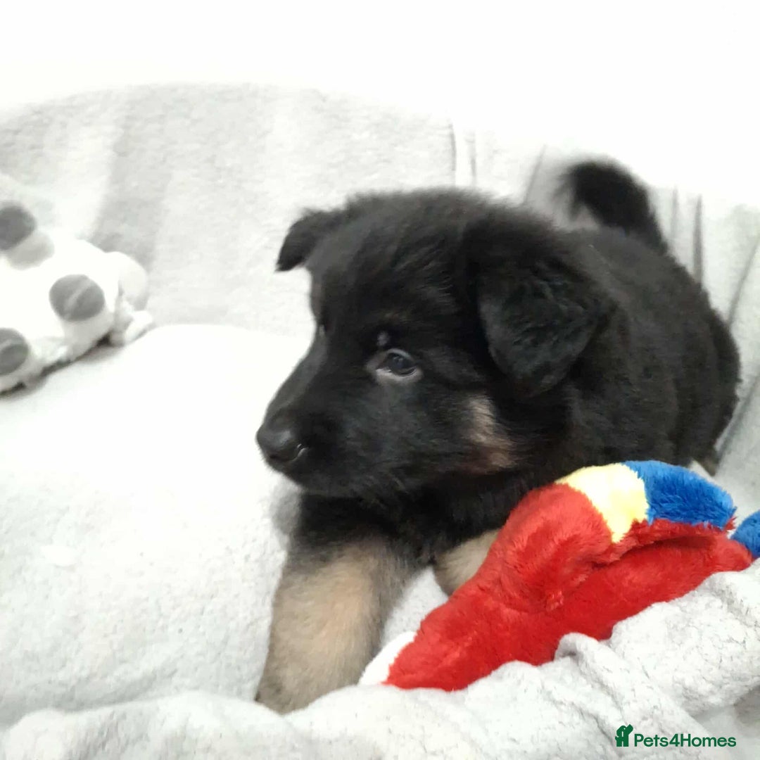 German Shepherd dogs for sale: BEAUTIFUL SABLE GERMAN SHEPHERD PUPS - Image 14