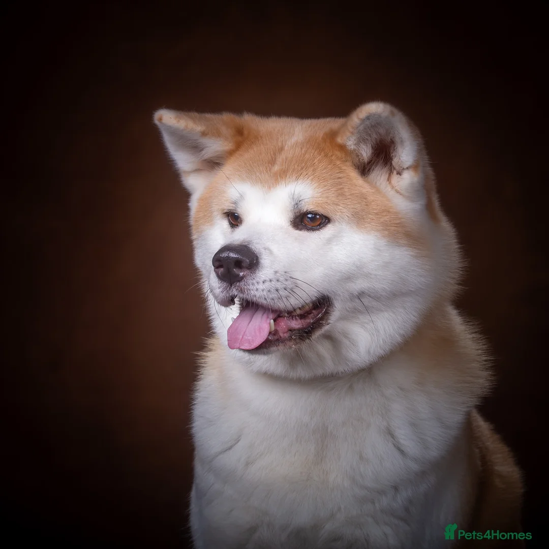 Japanese Akita Inu dogs for sale: RKC Registered Puppy Litter - Advert 1