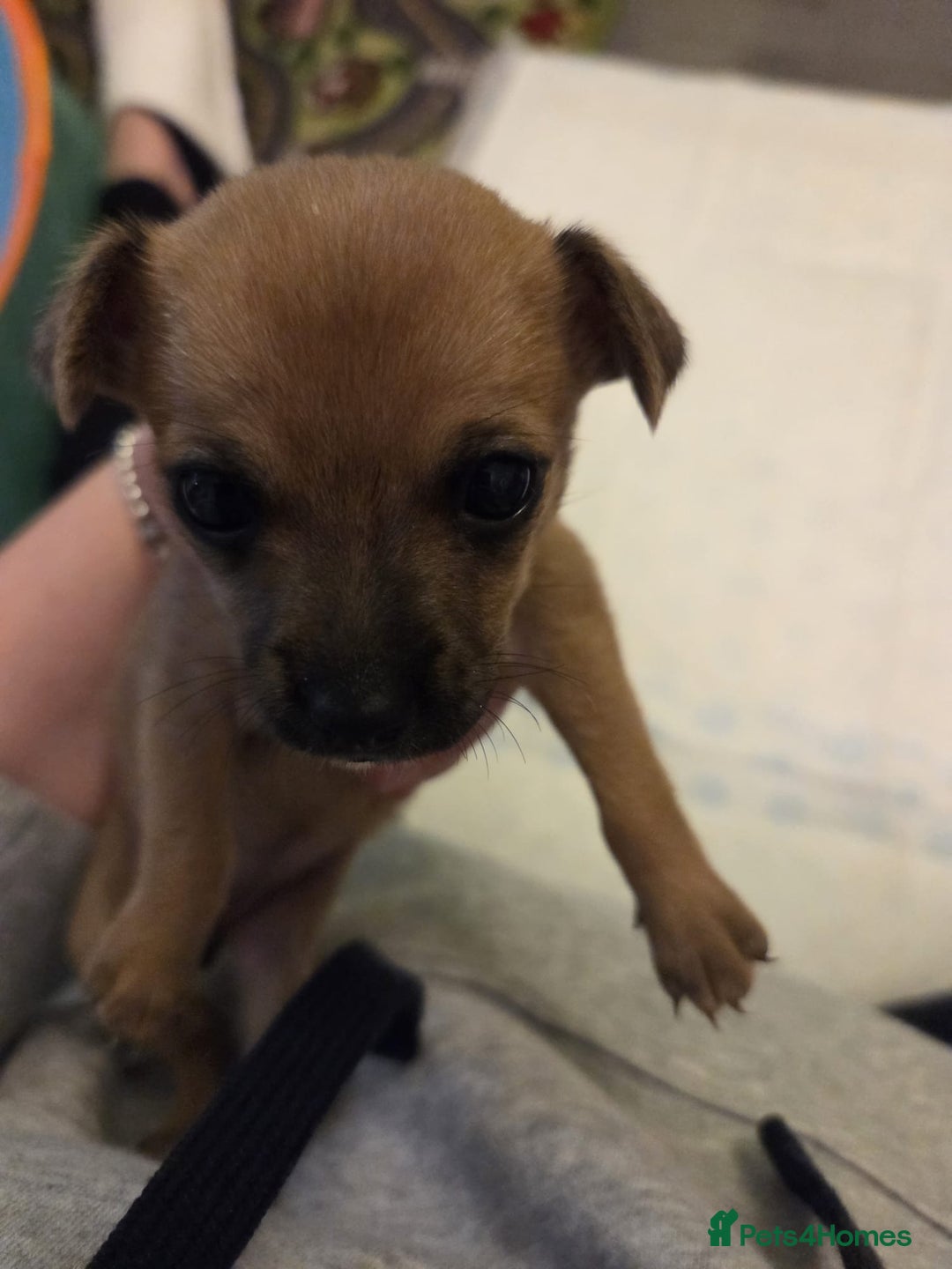 Mixed Breed dogs for sale: Jackchi - Advert 9