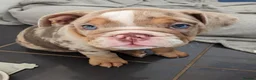 English Bulldog dogs for sale: British Bulldog puppy in Helston - Advert 3