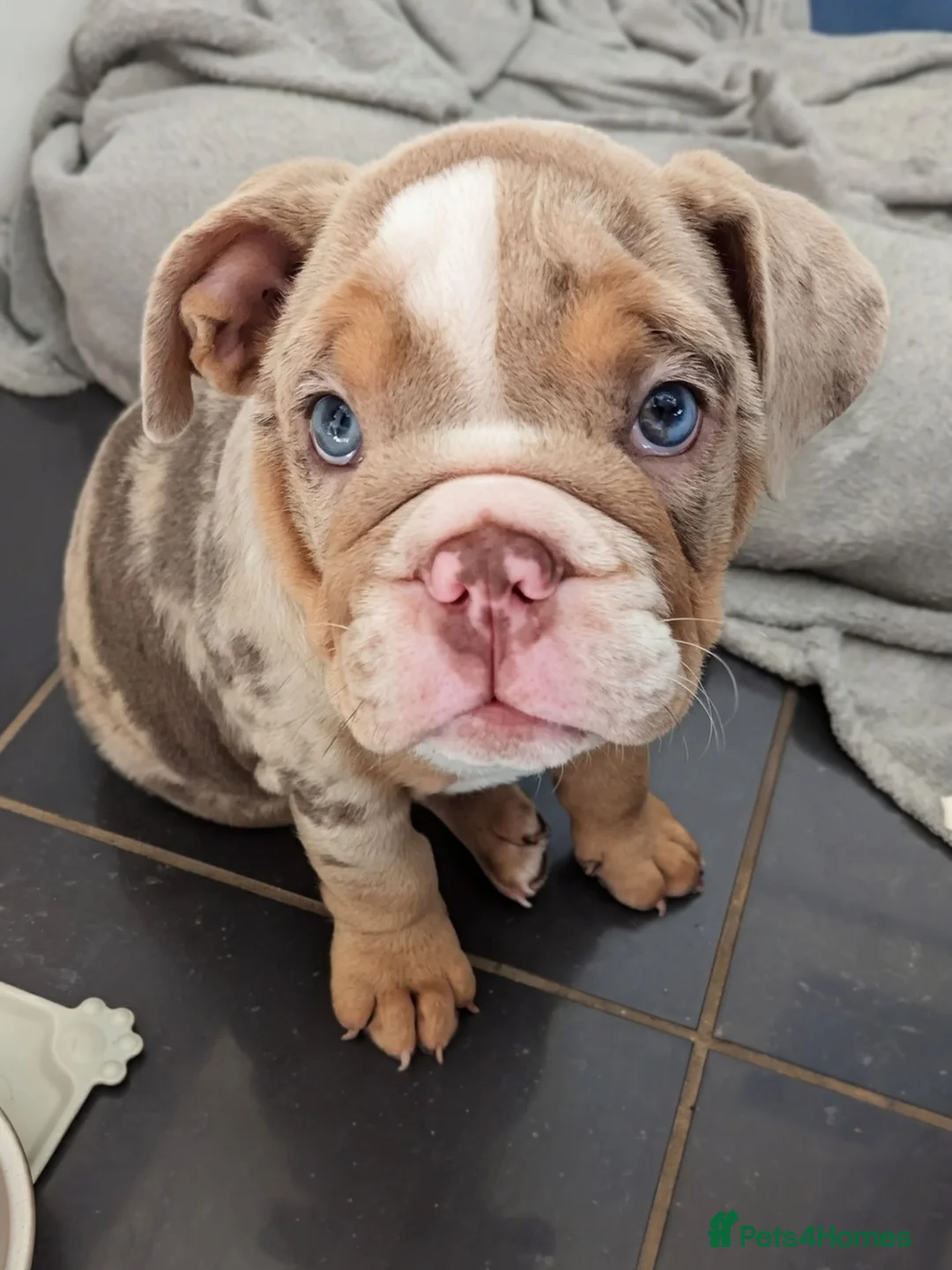 English Bulldog dogs for sale: British Bulldog puppy in Helston - Advert 3