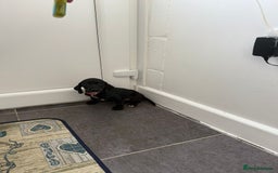 Mixed Breed dogs for sale: 6 beautiful jack russle cross cocker spaniels  - Image 37