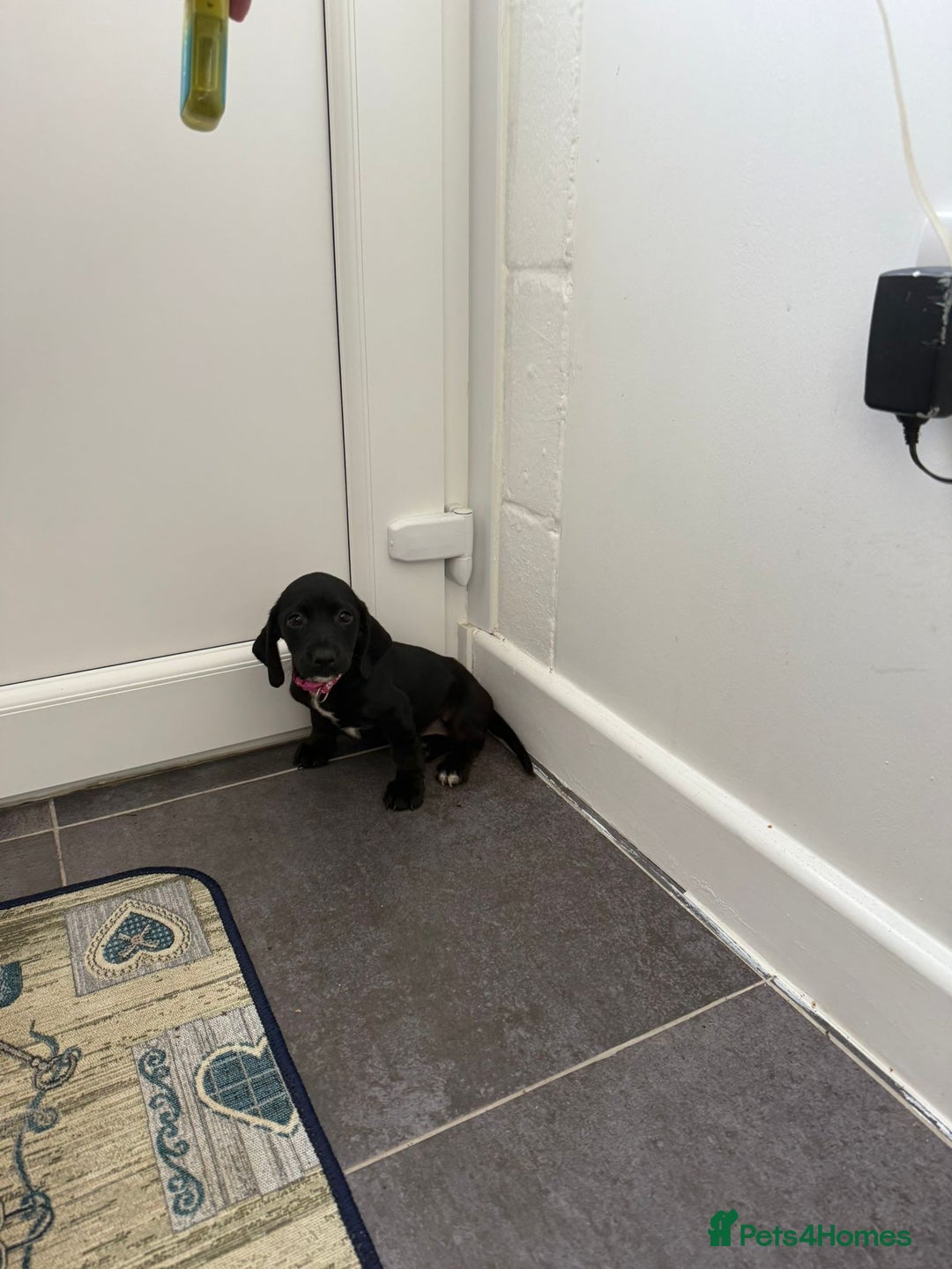 Mixed Breed dogs for sale: 6 beautiful jack russle cross cocker spaniels  - Image 37