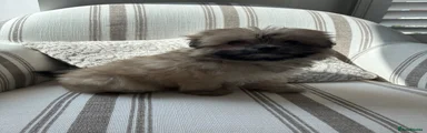 Pomapoo 4