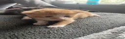 Mixed Breed cats for sale: 4 Beautiful fluffy kittens  - Advert 10