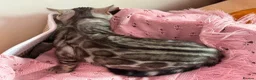 Bengal cats for sale: Exceptional Pure Pedigree Silver Grey TICA Bengal - Advert 18