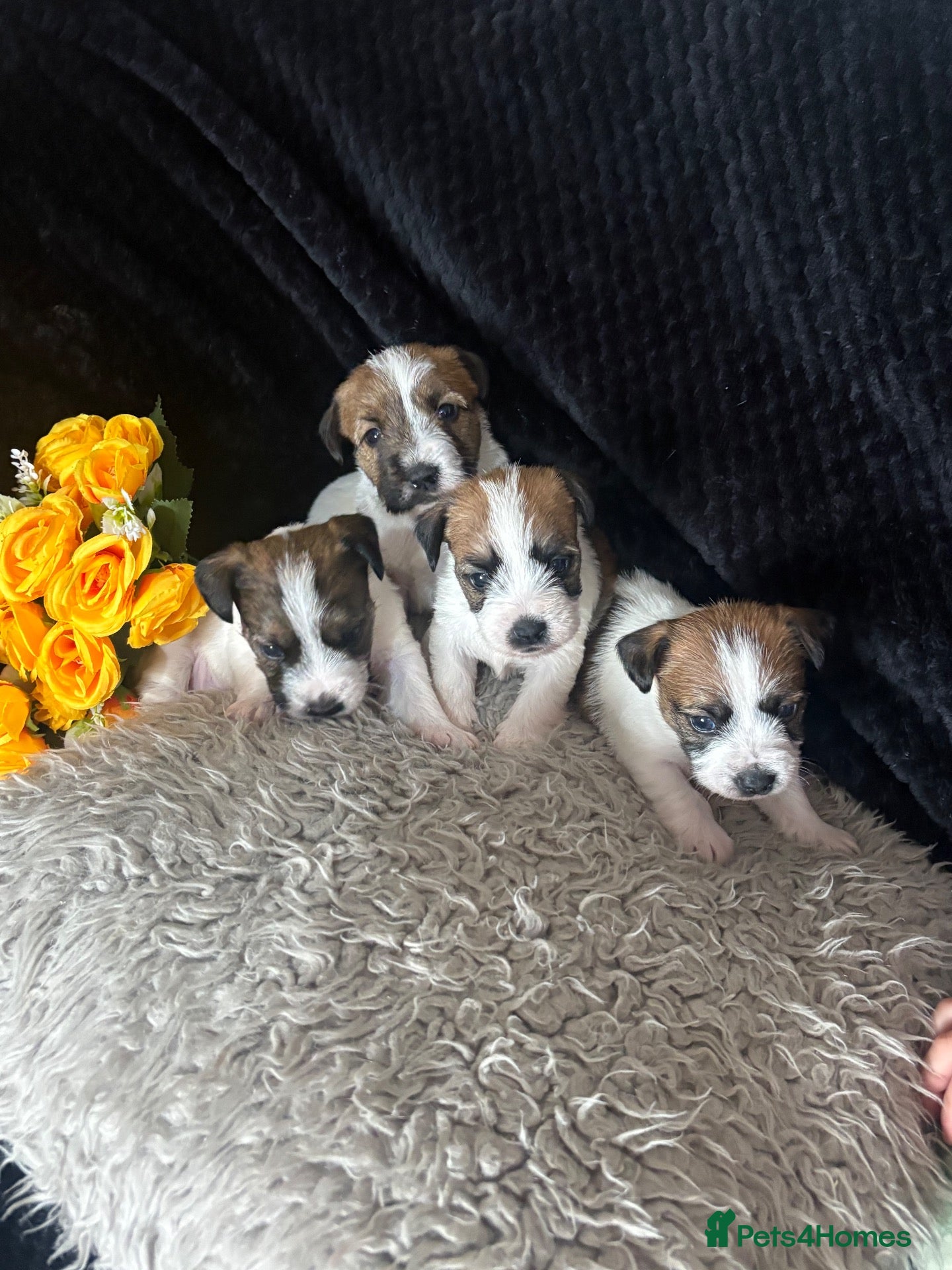 Jack Russell dogs Beautiful rough coat Jack Russell puppies  - Advert 2