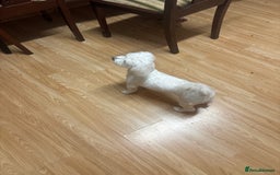 Bichon Frise dogs for sale: Rossie - Advert 5