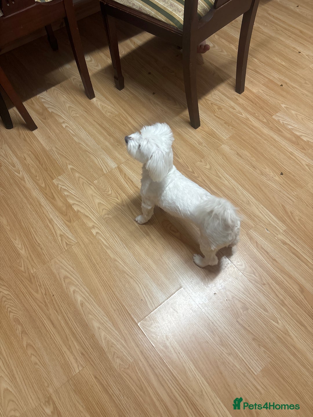 Bichon Frise dogs for sale: Rossie - Advert 5