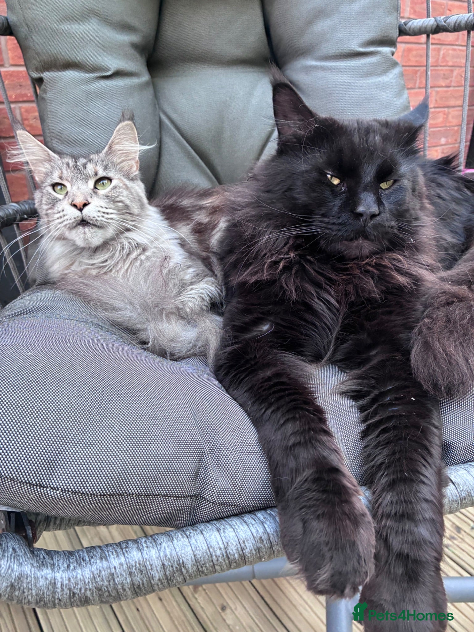 Maine Coon cats Maine Coons - Advert 2