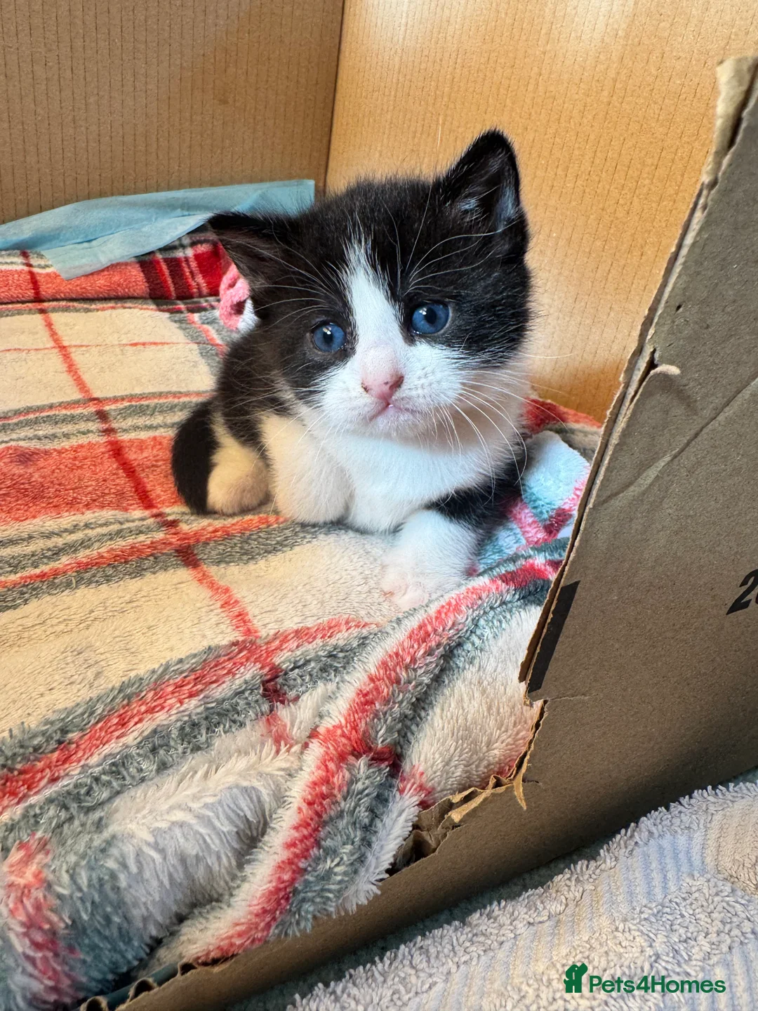 Mixed Breed cats for sale: X3 beautiful kittens ready for homes in 2-3 weeks  in Horsham - Advert 2