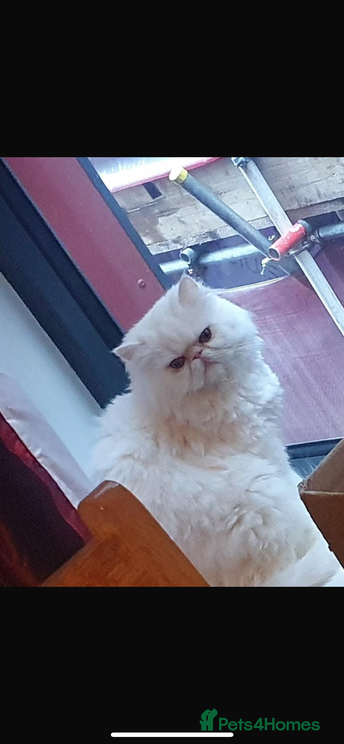 Persian cats I’m a white pure Persian boy - Advert 2