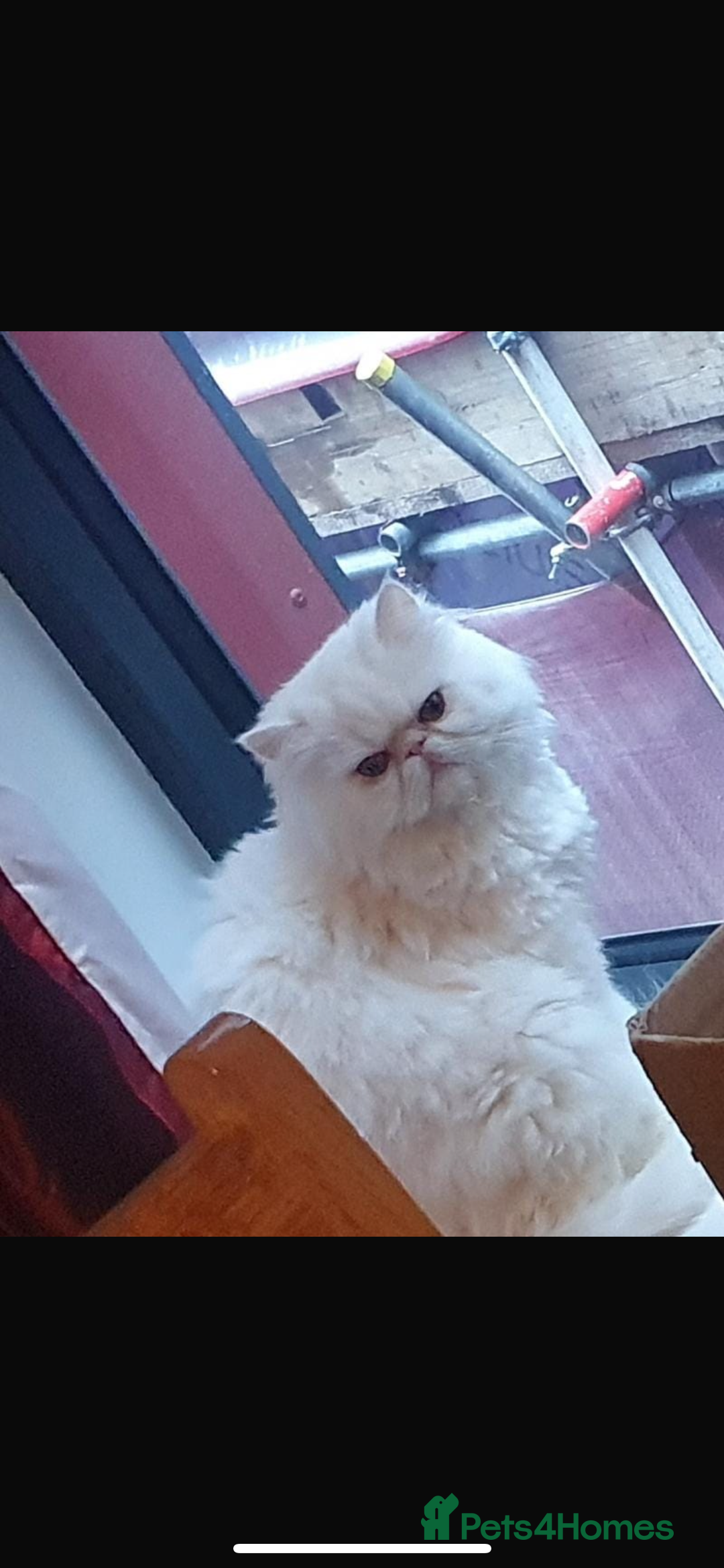 Persian cats for sale: I’m a white pure Persian boy - Advert 1