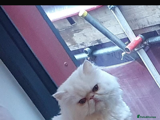 Persian cats I’m a white pure Persian boy - Advert 7