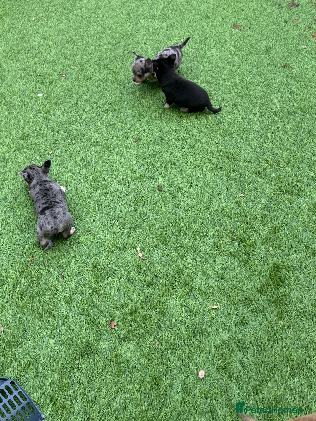 Chihuahua dogs for sale: Chihuahua puppies  - Image 4